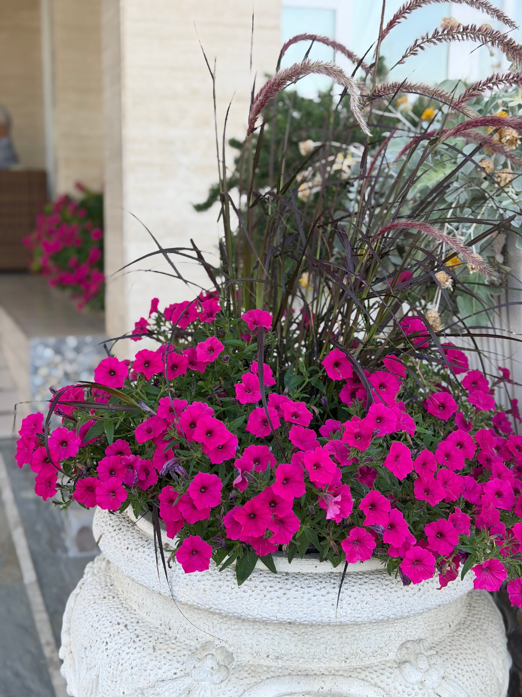 Grande vaso bianco con petunie fucsia e pennisetum davanti a uno stabilimento