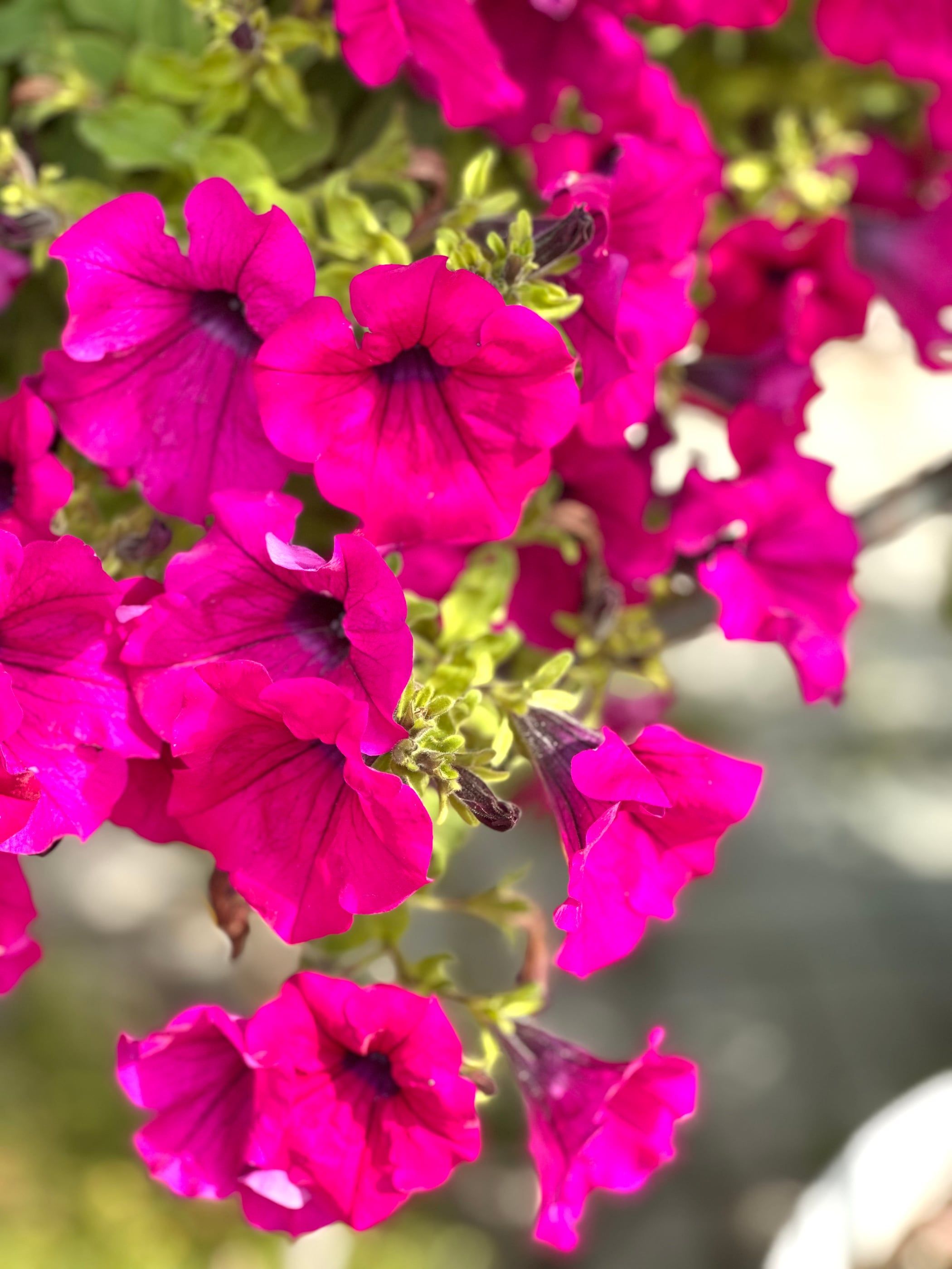 Petunie fucsia in piena fioritura, primo piano