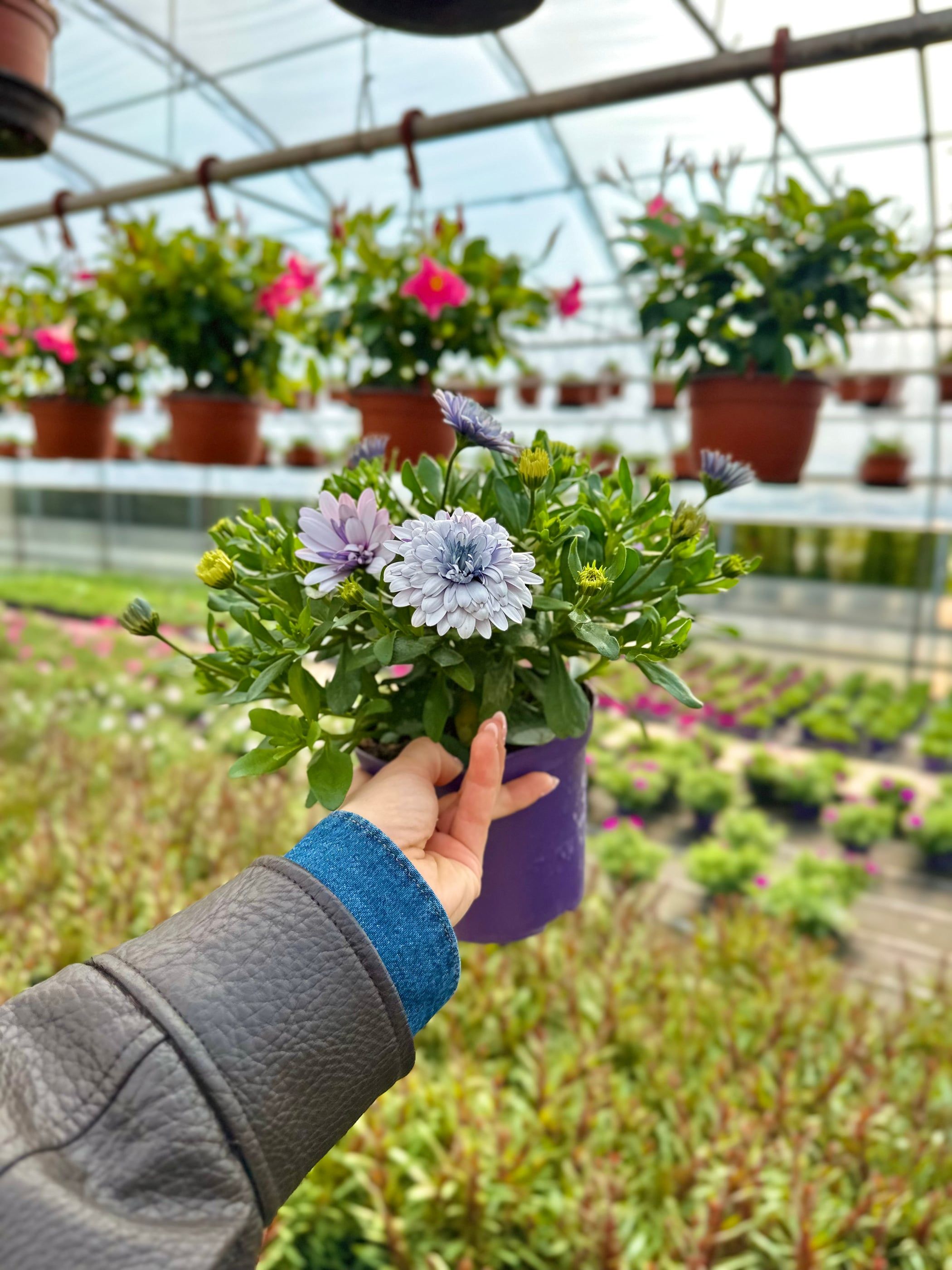 Un vaso di osteospermum in fiore tenuto in mano dentro la serra